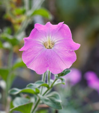 Petúnie Rosy Velvet F1 - Petunia hybrida nana - prodej semen - 12 ks