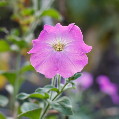 Petúnie Rosy Velvet F1 - Petunia hybrida nana - prodej semen - 12 ks