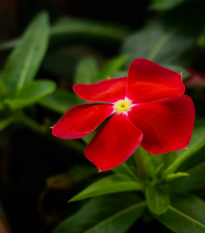 Barvínek Red F1 - Catharanthus - prodej semen - 30 ks