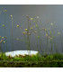 Bublinatka šídlovitá - Utricularia subulata - prodej semen - 15 ks