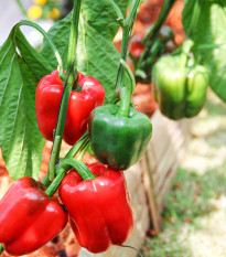 BIO Paprika Yolo Wonder - Capsicum annuum - prodej bio semen - 20 ks