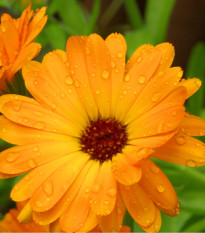 Měsíček lékařský Orange Daisy - Calendula officinalis - prodej semen - 60 ks