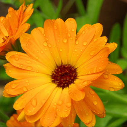 Měsíček lékařský Orange Daisy - Calendula officinalis - prodej semen - 60 ks