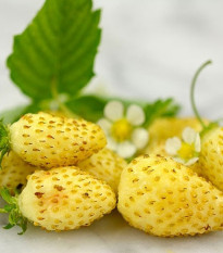 Jahodník měsíční Yellow Wonder - Fragaria vesca - prodej semen - 0,1 g