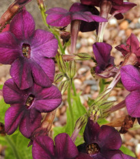 Tabák okrasný vonící Deep purple F1 - Nicotiana - prodej semen - 50 ks