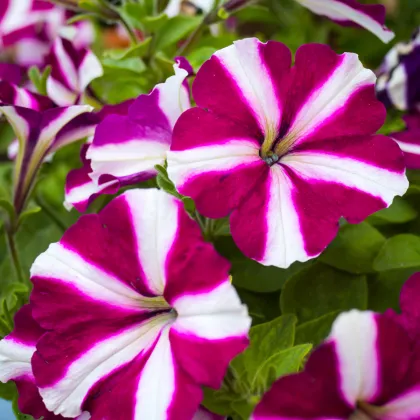 Petúnie mnohokvětá Belinda F1- Petunia hybrida- prodej semen - 30 ks