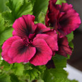 Muškát páskatý Black Velvet Violet F1 - Pelargonium zonale - prodej semen - 6 ks