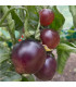 BIO Rajče Indigo Blue Berries - Solanum lycopersicum - prodej bio semen - 7 ks