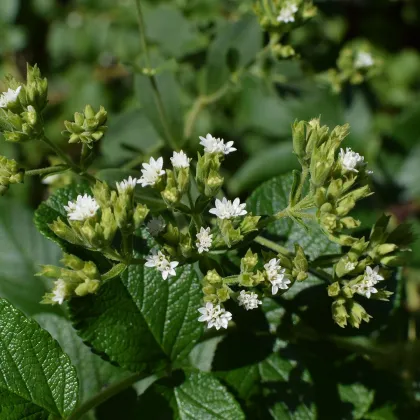 BIO Stévie sladká - Stevia rebaudiana - prodej bio semen - 12 ks