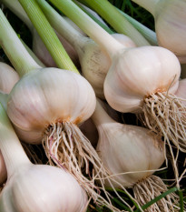 Sadbový česnek Dukát - Allium sativum - paličák - prodej cibulí česneku - 1 balení