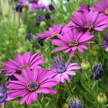 Paprskovka - Kapská kopretina - Osteospermum eclonis asti mix - prodej semen - 6 ks