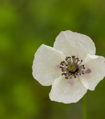 Mák bělokvětý - Papaver maculosum - prodej semen - 100 ks