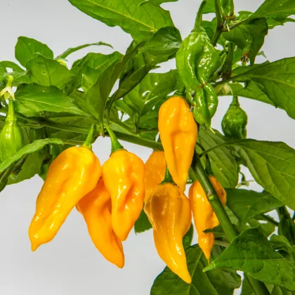 Chilli Habanero Lemon - Capsicum chinense - prodej semen - 10 ks