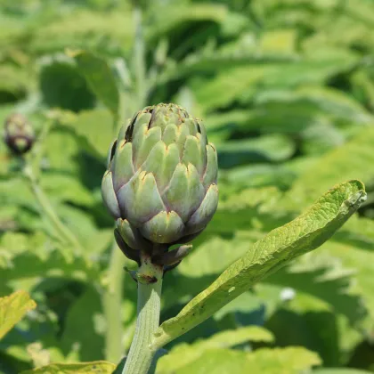 Artyčok zelený Grosse von Laon - Cynara scolymus - prodej semen - 20 ks