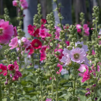 Topolovka plnokvětá Chaters mix barev - Alcea rosea - prodej semen - 12 ks