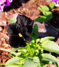 Maceška Black King - Viola wittrockiana - prodej semen - 100 ks