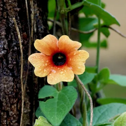 Smatovka křídlatá African Sunset - Thunbergia alata - prodej semen - 5 ks