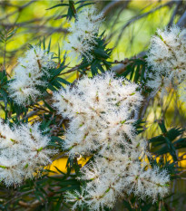 Čajovníkový strom Kajeput - Melaleuca acuminata - prodej semen - 50 ks