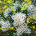 Čajovníkový strom Kajeput - Melaleuca acuminata - prodej semen - 50 ks