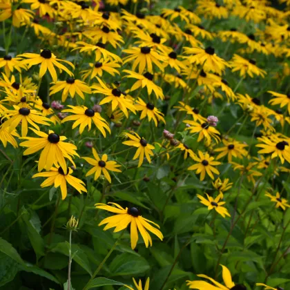 Třapatka okázalá Speciosa - Rudbeckia speciosa - prodej prostokořenných sazenic - 1 ks