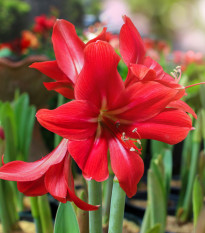 Hvězdník Red Lion - Hippeastrum - prodej cibulovin - 1 ks