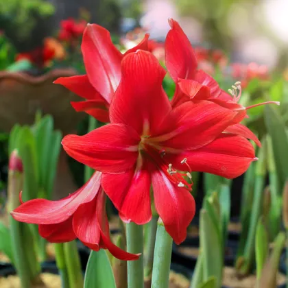 Hvězdník Red Lion - Hippeastrum - prodej cibulovin - 1 ks