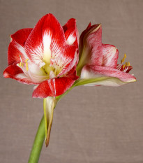 Hvězdník Minerva - Hippeastrum - prodej cibulovin - 1 ks