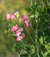 Hrachor vonný královský lososově růžový - Lathyrus odoratus - prodej semen - 20 ks