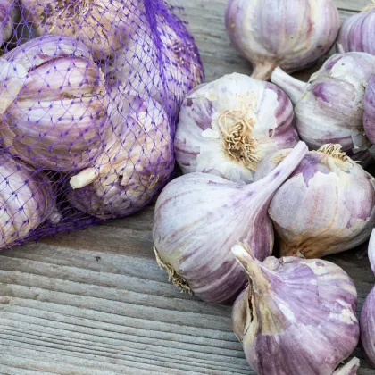 Sadbový česnek Topaz - Allium sativum - paličák - prodej cibulí česneku - 1 balení