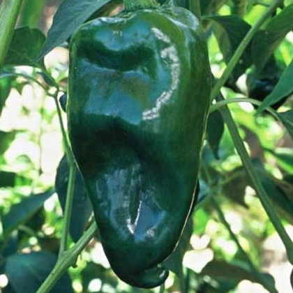 Chilli papričky Ancho - Capsicum annuum - prodej semen - 6 ks