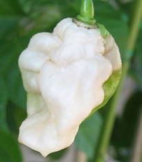 Chilli Bhut Jolokia bílé - Capsicum chinense - prodej semen - 5 ks