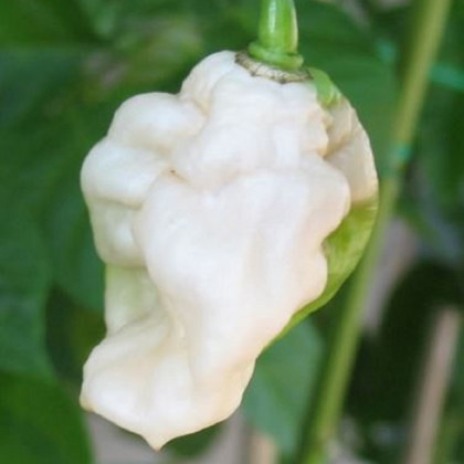 Chilli Bhut Jolokia bílé - Capsicum chinense - prodej semen - 5 ks