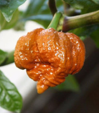 Chilli Scorpion Moruga Caramel - Capsicum chinense - prodej semen - 5 ks