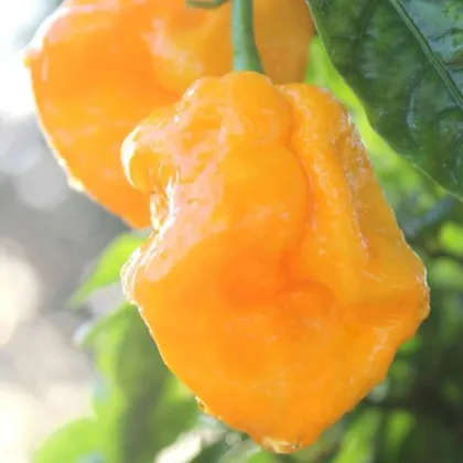 Chilli 7 Pot Brain Strain žluté - Capsicum chinense - prodej semen - 6 ks