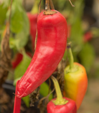 Chilli maďarský vosk - Capsicum annuum - prodej semen - 6 ks