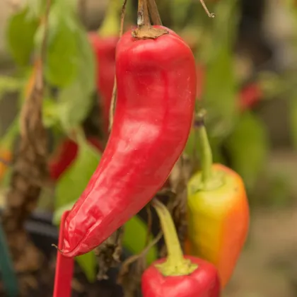 Chilli maďarský vosk - Capsicum annuum - prodej semen - 6 ks