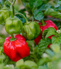 Chilli Scotch Bonnet červené - Capsicum chinense - prodej semen - 6 ks