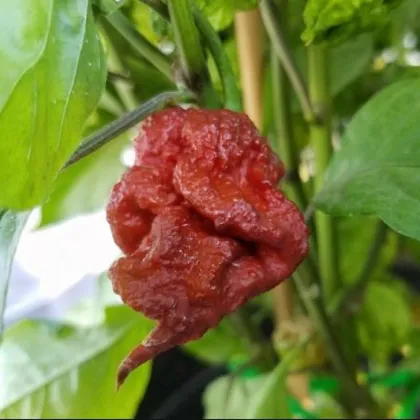 Chilli Carolina Reaper Chocolate - Capsicum chinense - prodej semen - 5 ks