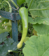 Tykev Tromba d Albenga - Cucurbita moschata - prodej semen - 6 ks