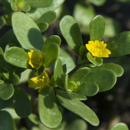 Šrucha zlatá - Portulaca oleracea - prodej semen - 30 ks