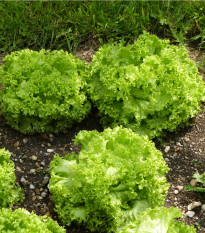 Salát listový kadeřavý Lollo Bionda - Lactuca sativa - prodej semen - 450 ks