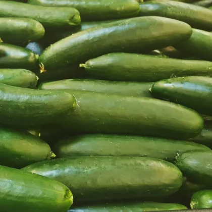 Okurka salátová Picolino F1 - Cucumis sativus - prodej semen - 4 ks