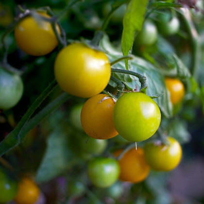 Rajče Goldkrone - Solanum lycopersicum- prodej semen - 10 ks