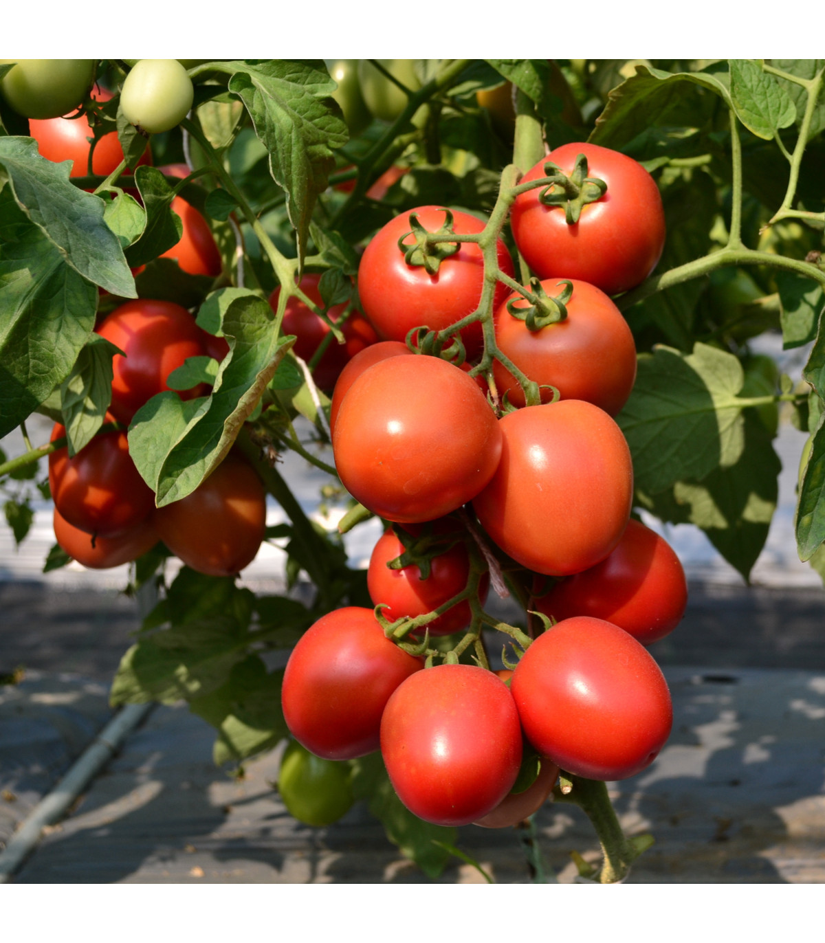 Rajče Obří Hrozny - Solanum lycopersicum - prodej semen - 7 ks