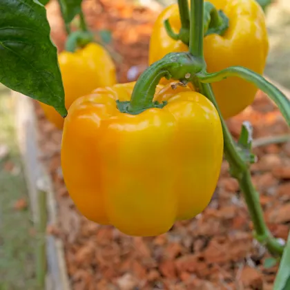 Paprika žlutá Baby Bell - Capsicum annuum - prodej semen - 8 ks