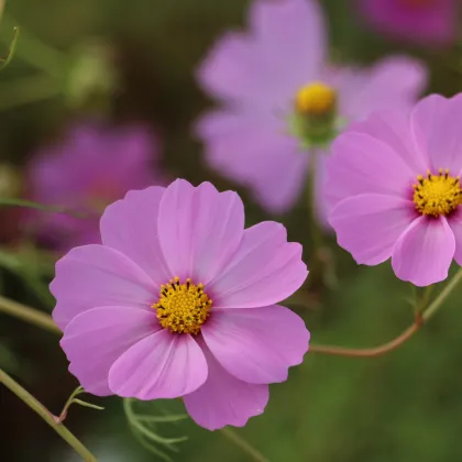 Krásenka Sonata Pink - Cosmos bipinnatus - prodej semen - 15 ks