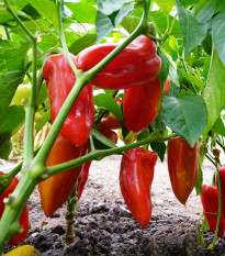 Paprika Meika - Capsicum annuum - prodej semen - 20 ks