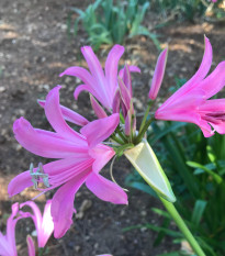 Nerine Bowdenova - Nerine bowdenii - prodej cibulovin - 1 ks