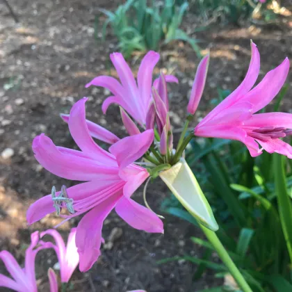 Nerine Bowdenova - Nerine bowdenii - prodej cibulovin - 1 ks