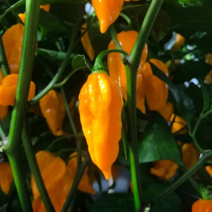 Chilli Devils Tongue Yellow - Capsicum chinense - prodej semen - 7 ks